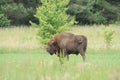 European Bison in Bialowieza National Park, Poland